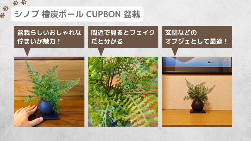 プリマオンライン_シノブ 檜炭ボール CUPBON 盆栽の商品外観とポイントまとめ