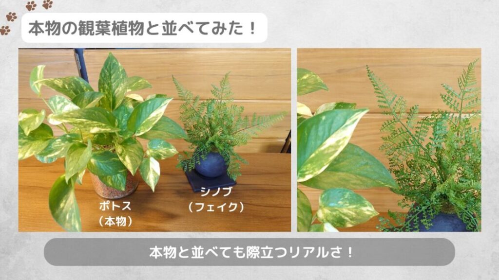 プリマオンラインのフェイクグリーン商品と本物の観葉植物を並べた写真